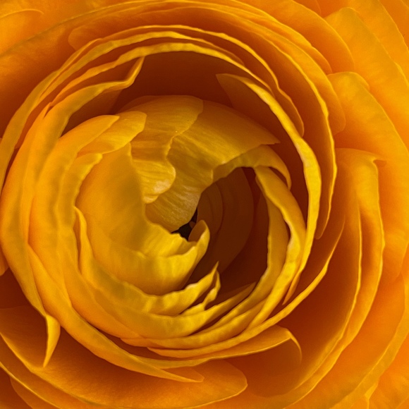 Meet your Posher, Katie-ann - Picture 1 of 1